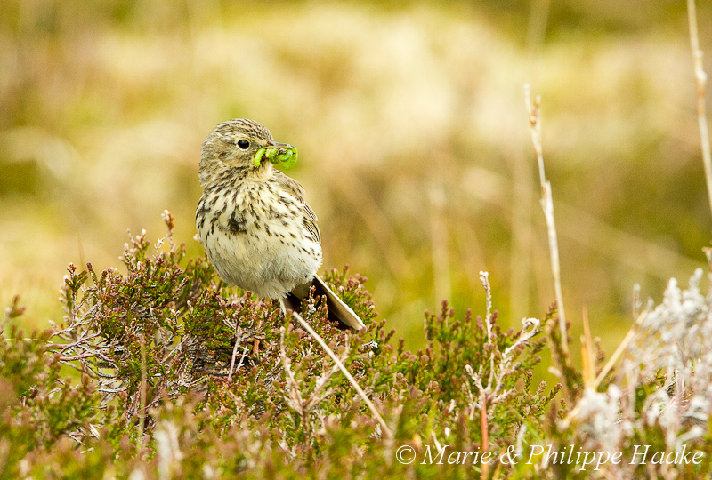 Pipit farlouse 3625.jpg - Pipit farlouse, Anthus pratensis, Meadow Pipit (Runde, Norvège, juin 2012)
